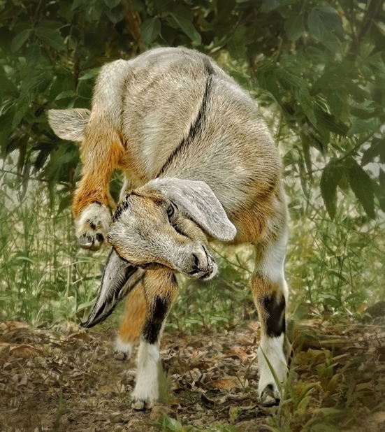Goat Scratching Head by Janet Pieper