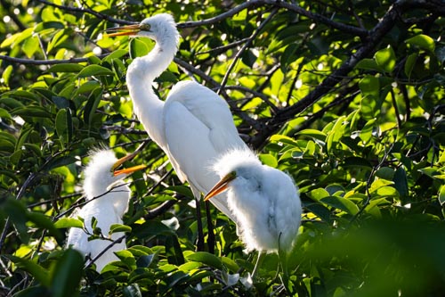 Great White Egret Family by Ginny Salus