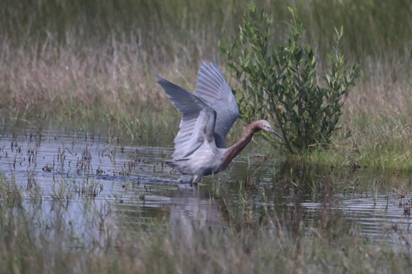 Reddish Egret by Ginny Salus