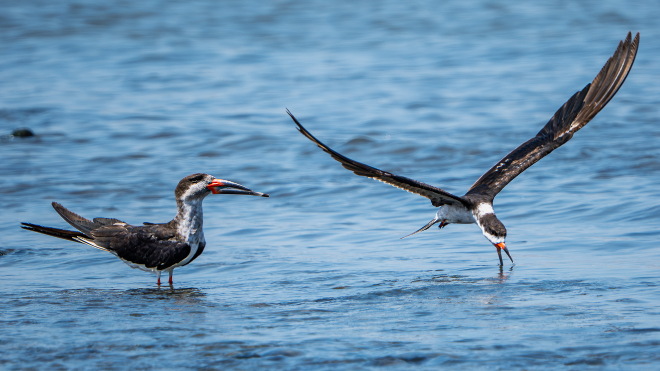 Two Black Skimmers In Peru by Adrian Binney