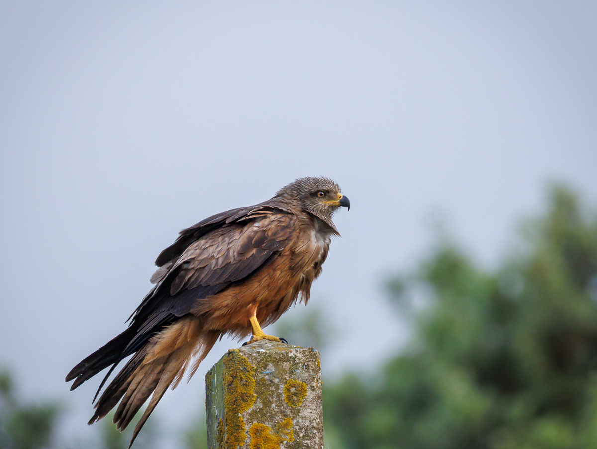 Black Kite by Maria Mazo