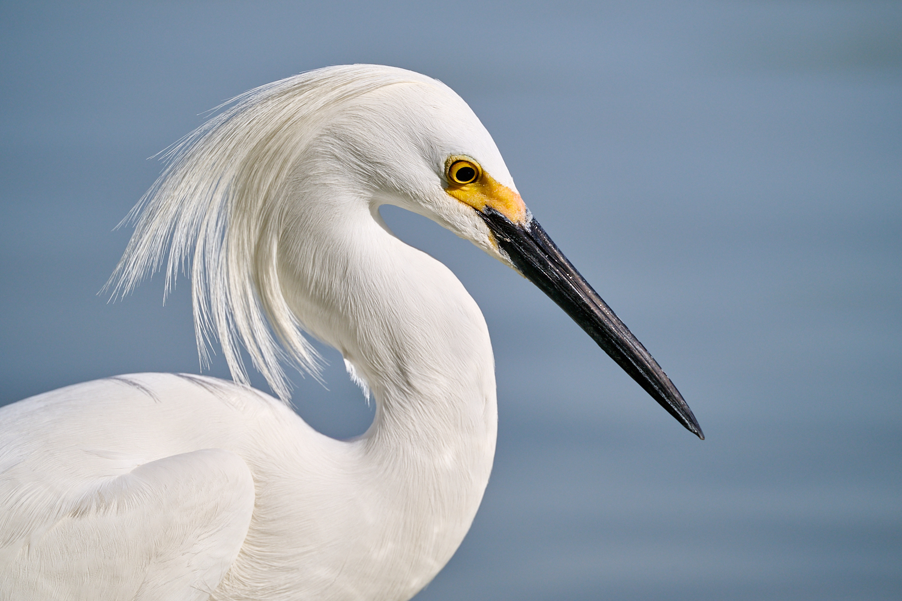 Snowy Portrait by Cindy Marple