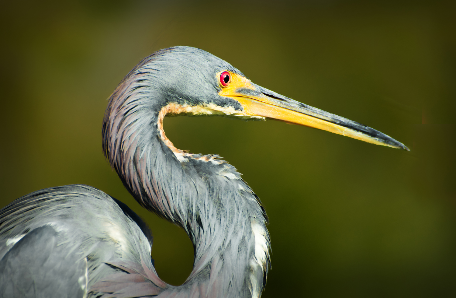 Heron Profile by Jerry Biddlecom