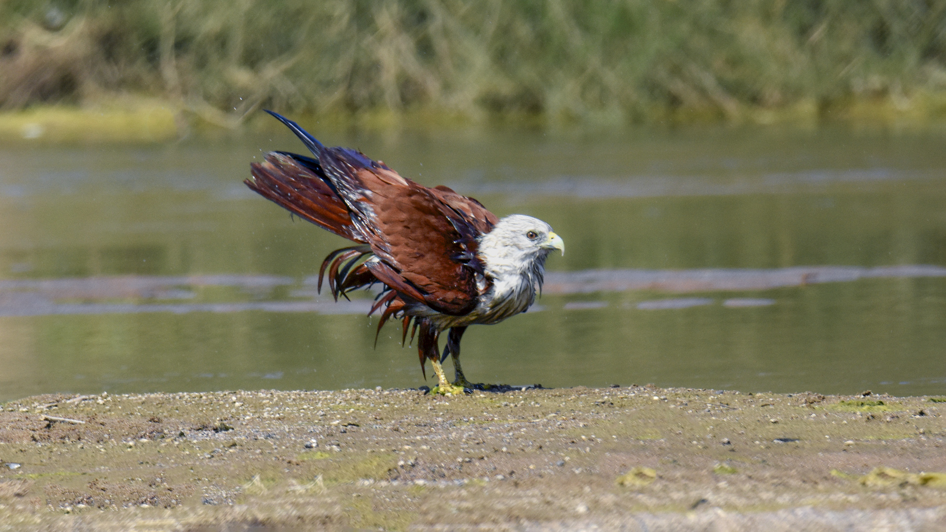 Brahminy Kite by Sanat Kumar Karmakar