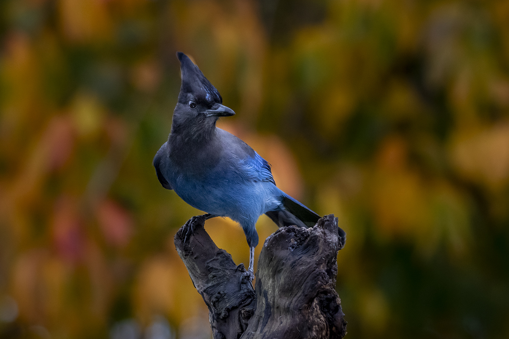 Stellars Jay by Bruce Benson