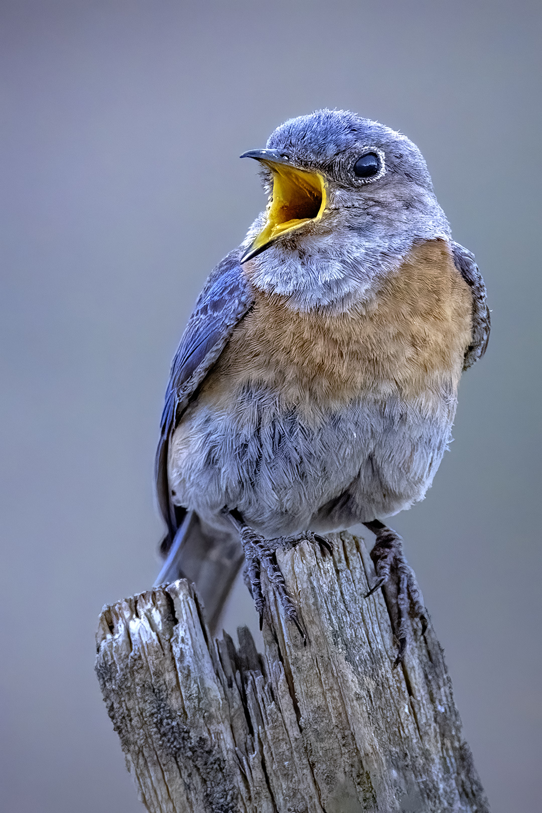 Bluebird by Bruce Benson