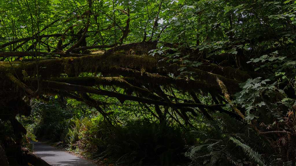 Another lonely Path by Darcy Quimby