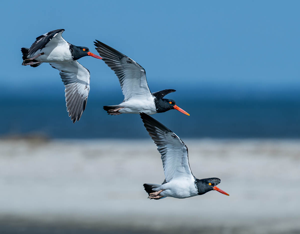 Flight of the Oystercatchers by Gwen Callas-Miller