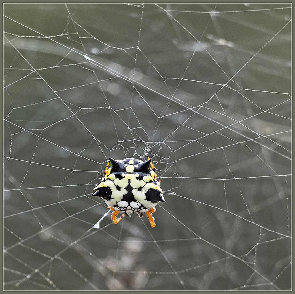 Waiting in the Web by Leslie Larson