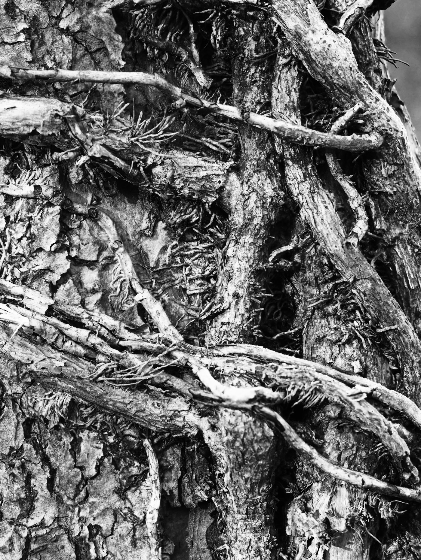 Ivy Stalks by Stuart Ord
