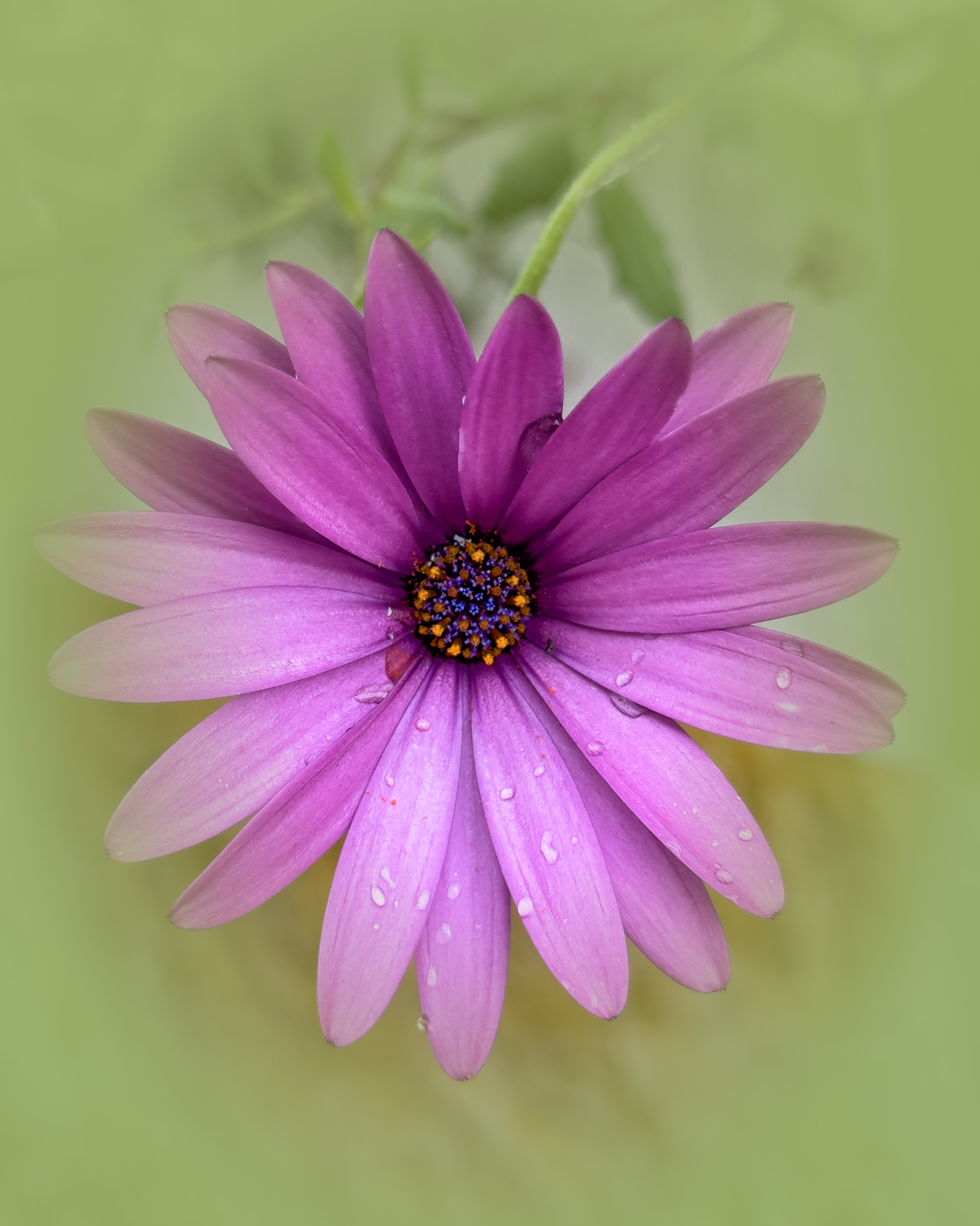 Simplicity Itself by Carol Sheppard