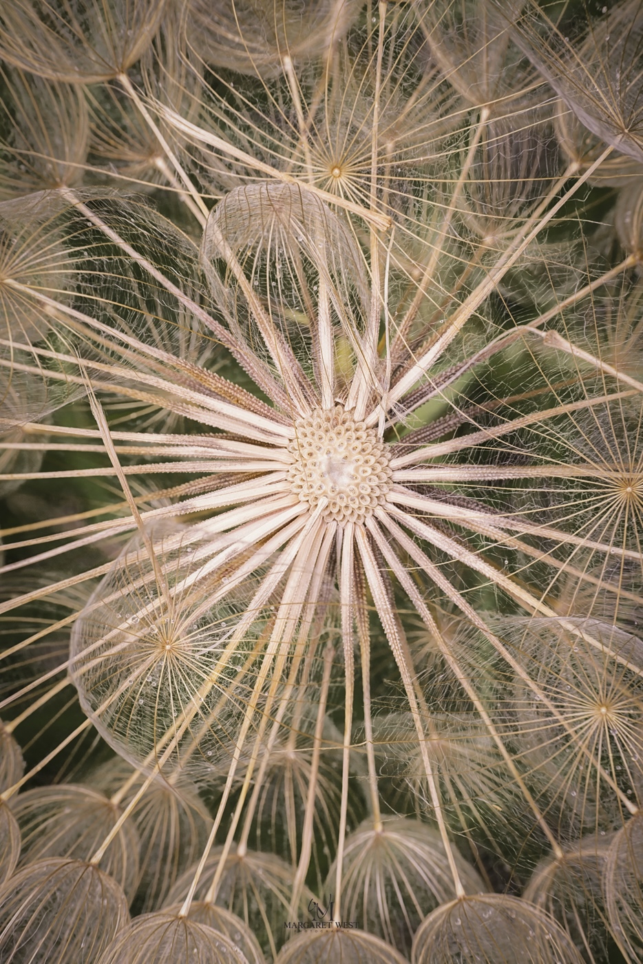 Salsify by Margaret West