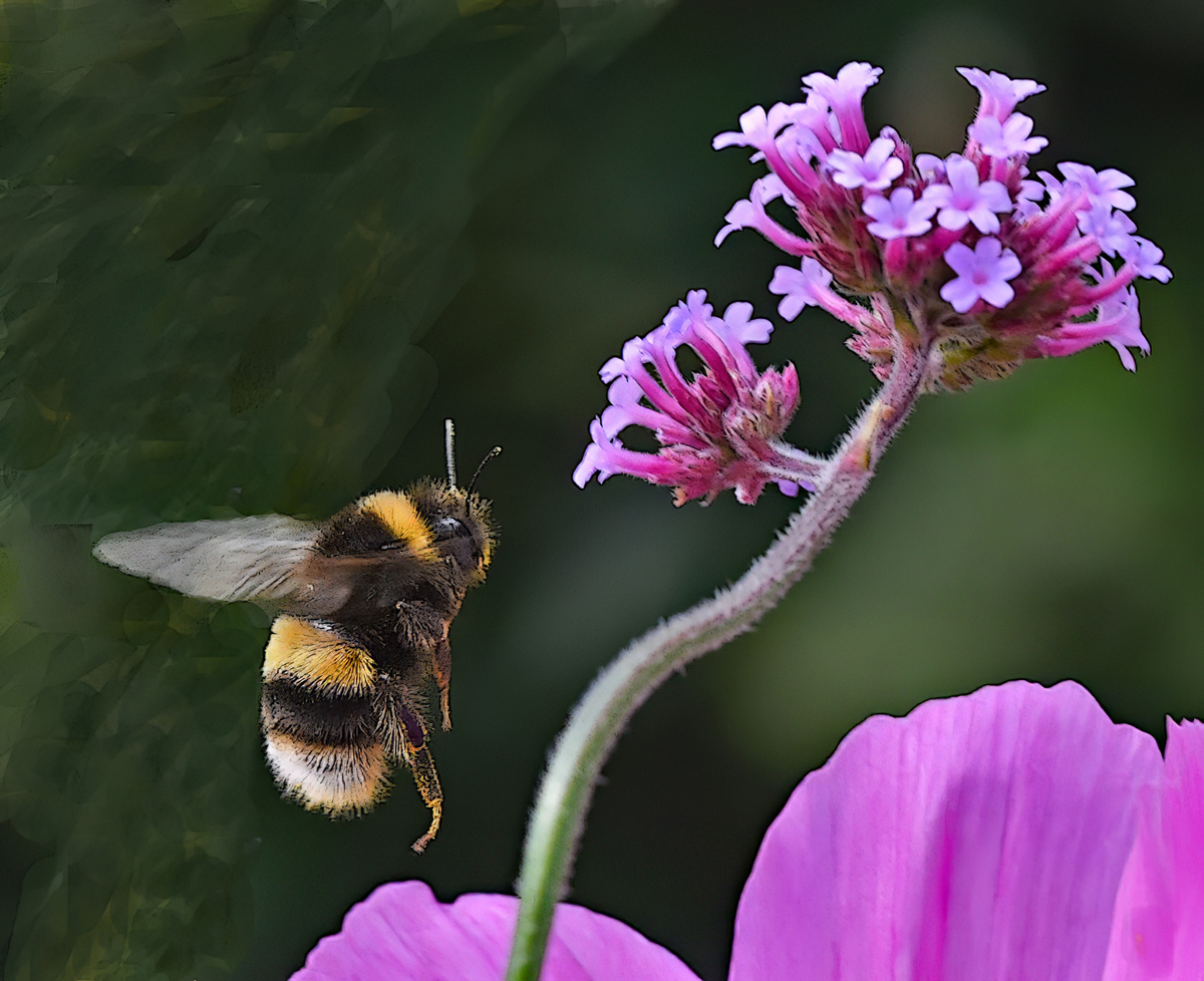 White-Tailed Bumblebee In Flight by Mike Cowdrey