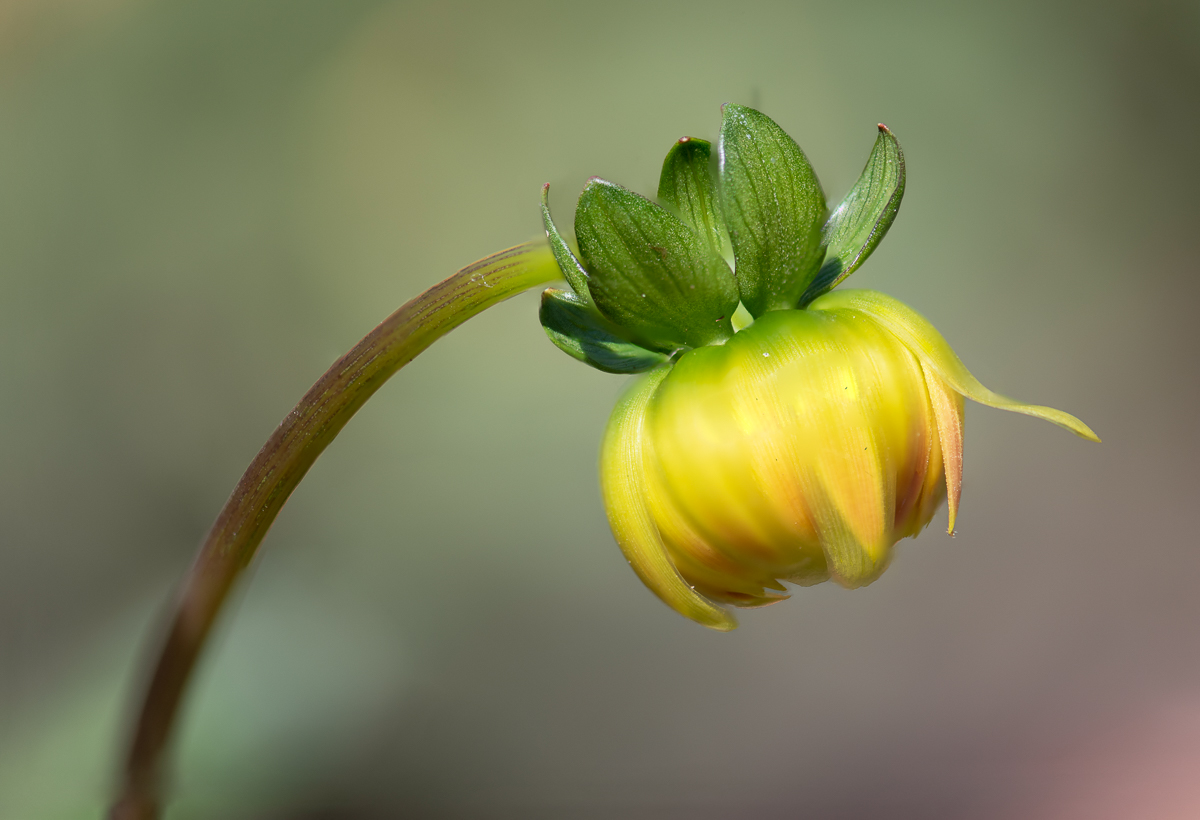 Sleeping yellow bud by Pat Glenn