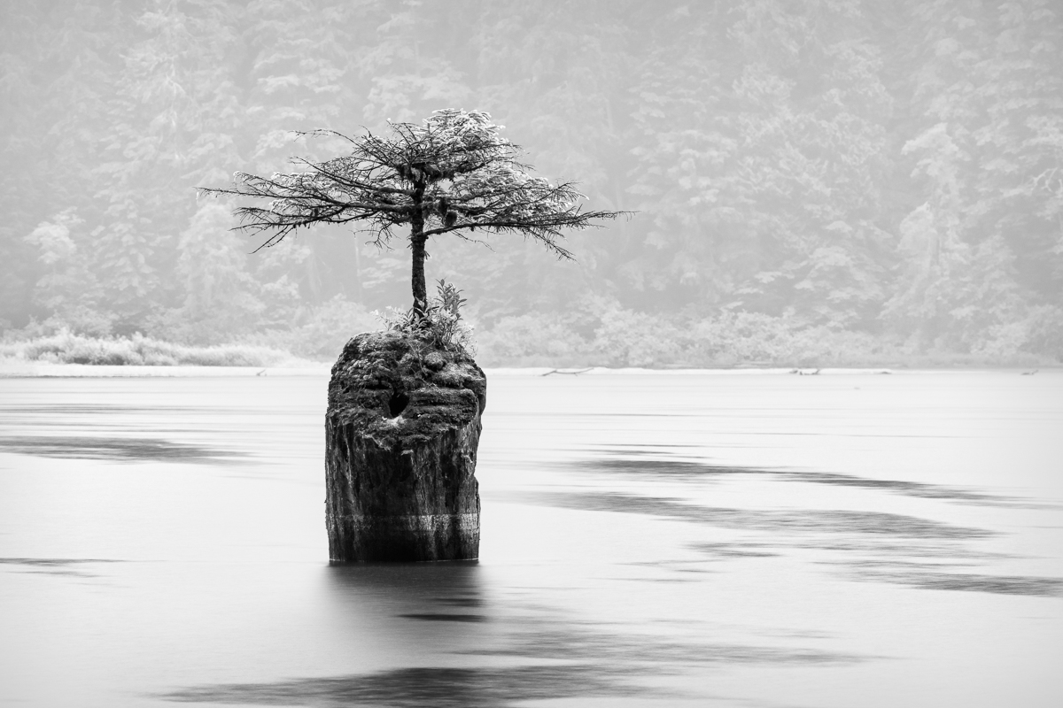 Fairy Lake Bonsai by Robert Atkins