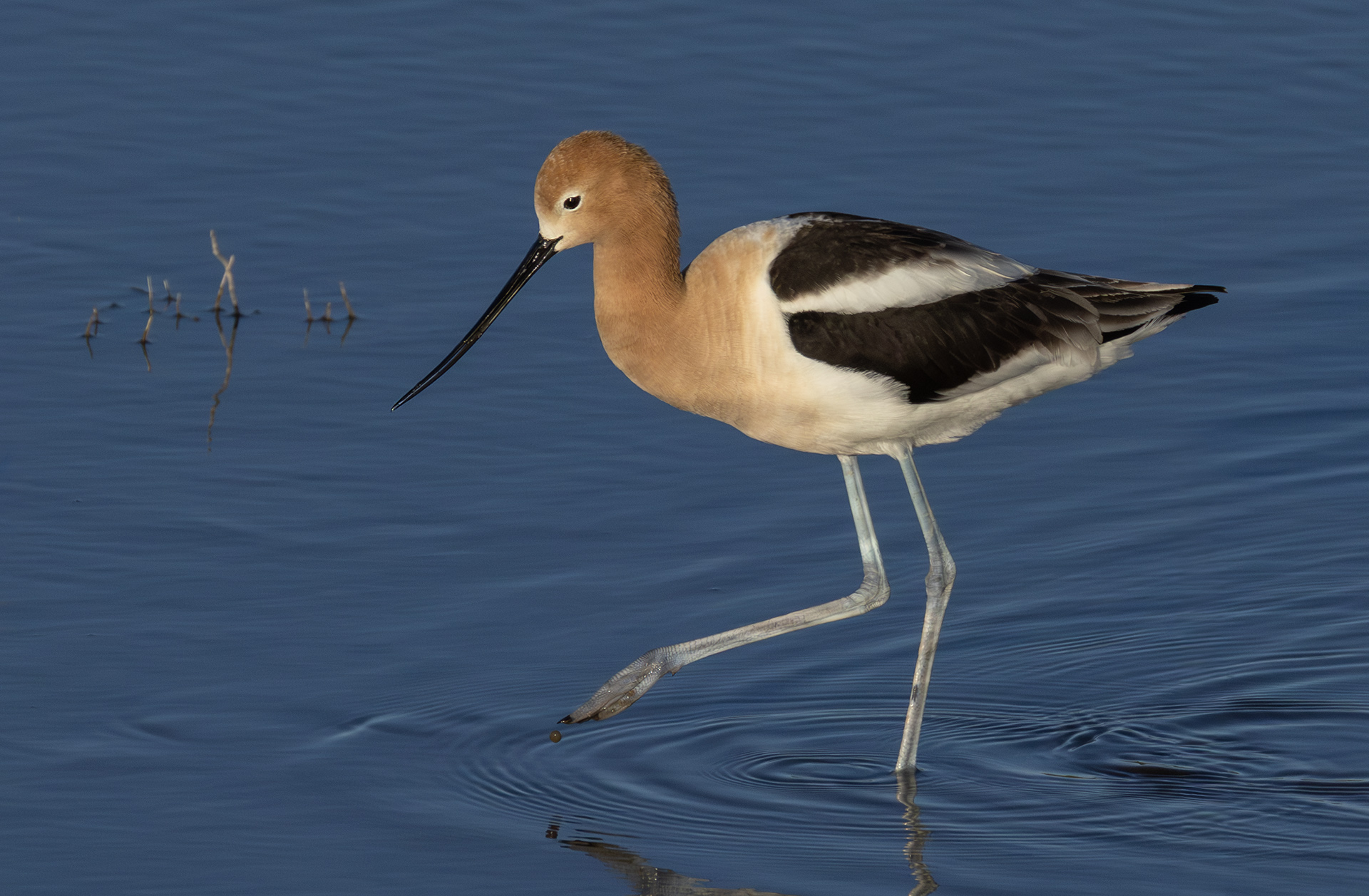 American Avocet - Dandy of the Wetlands by Charles Dodd