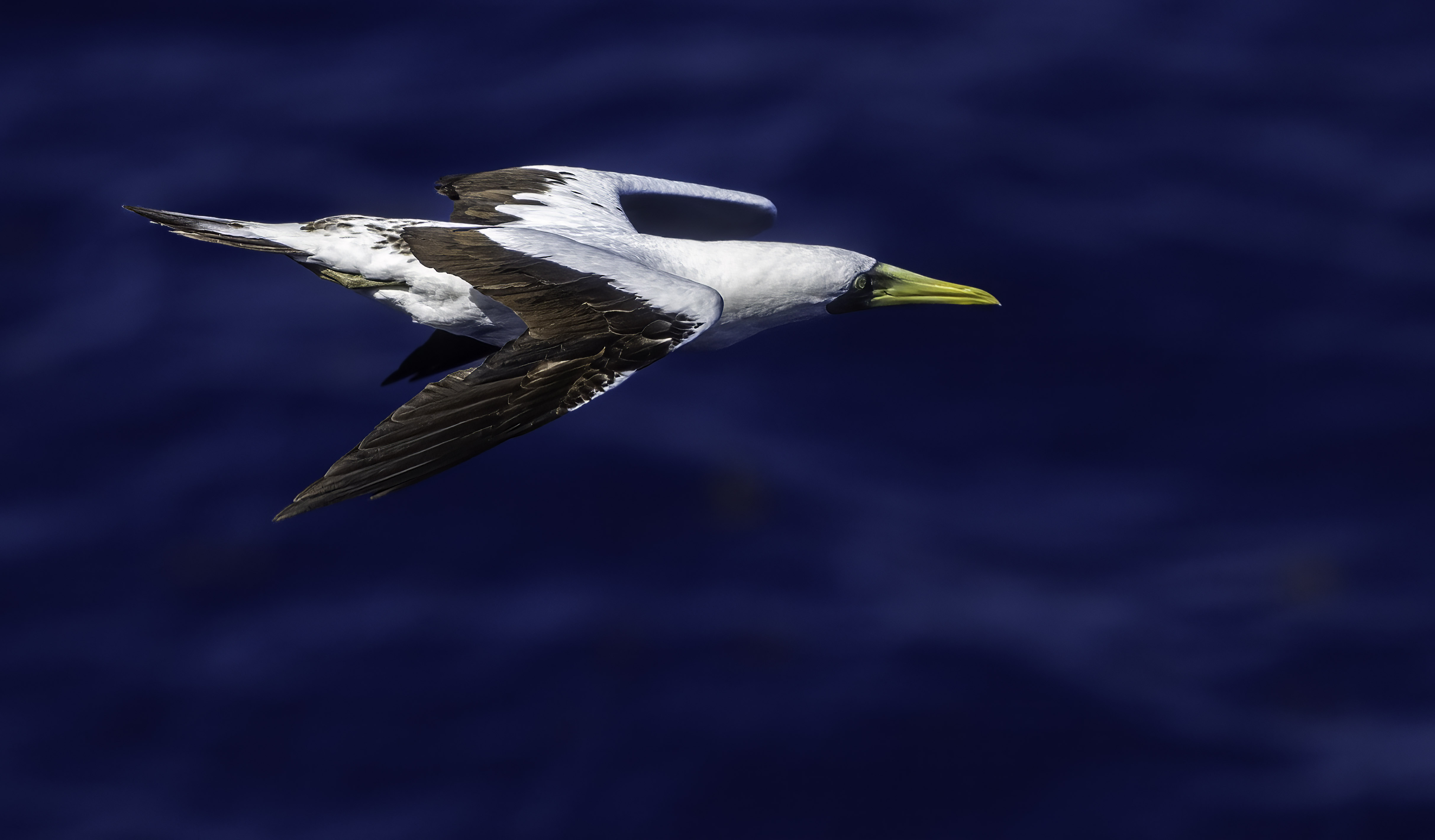 frigate bird port side by Christ Troupis