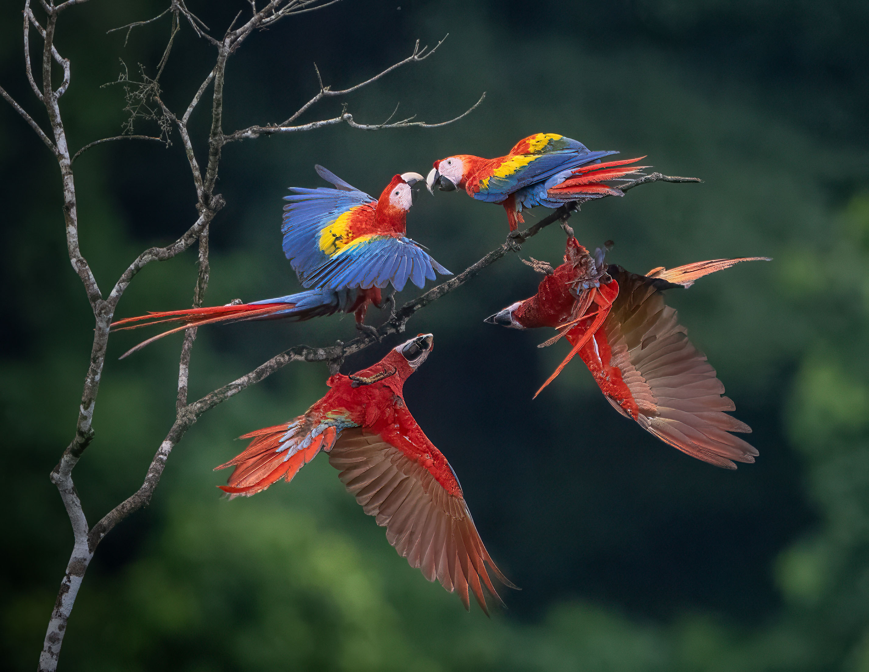 Macaw Squabble by Roy Lockwood