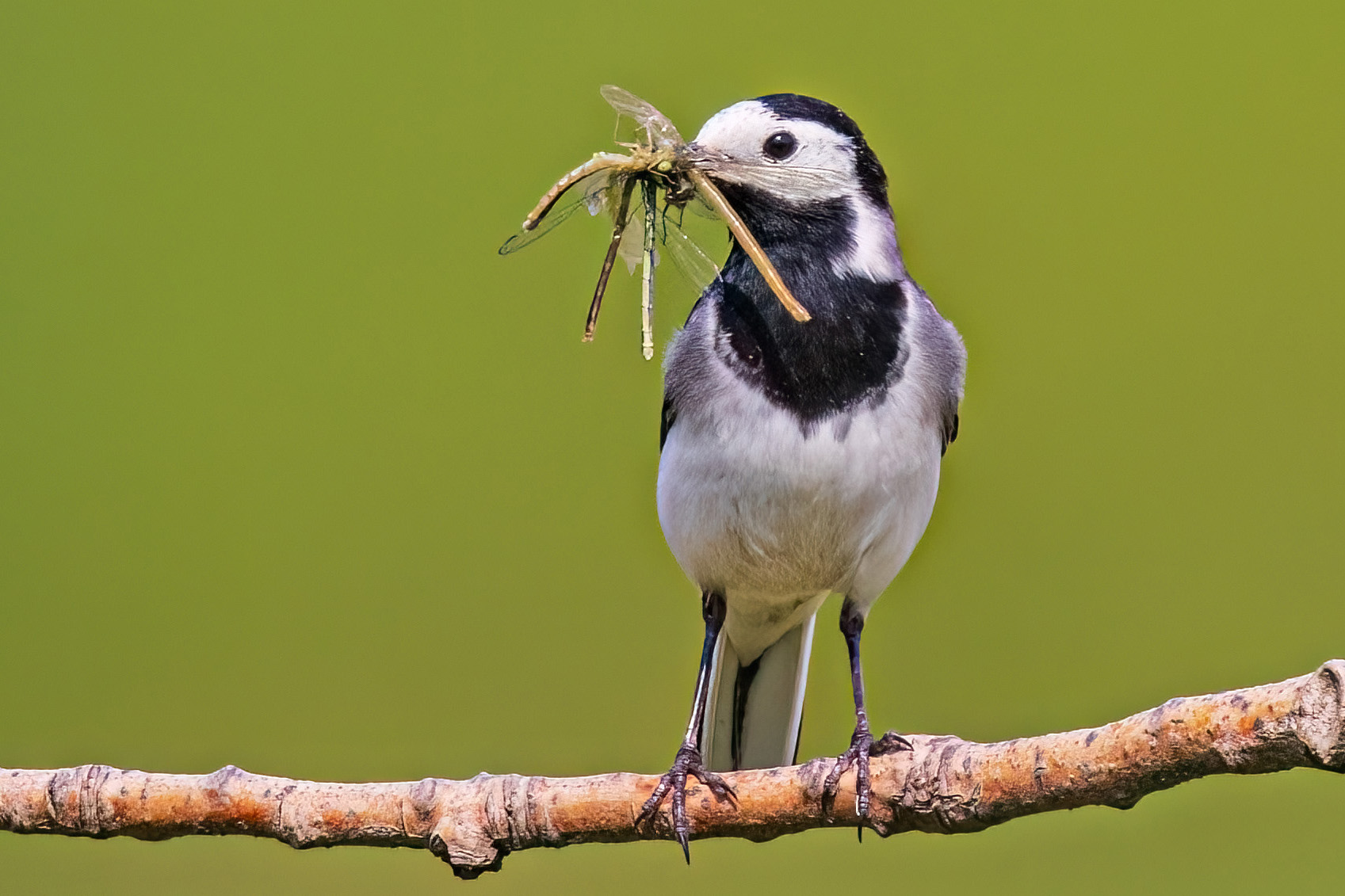Gathering Wagtail by Peter Hornbostel