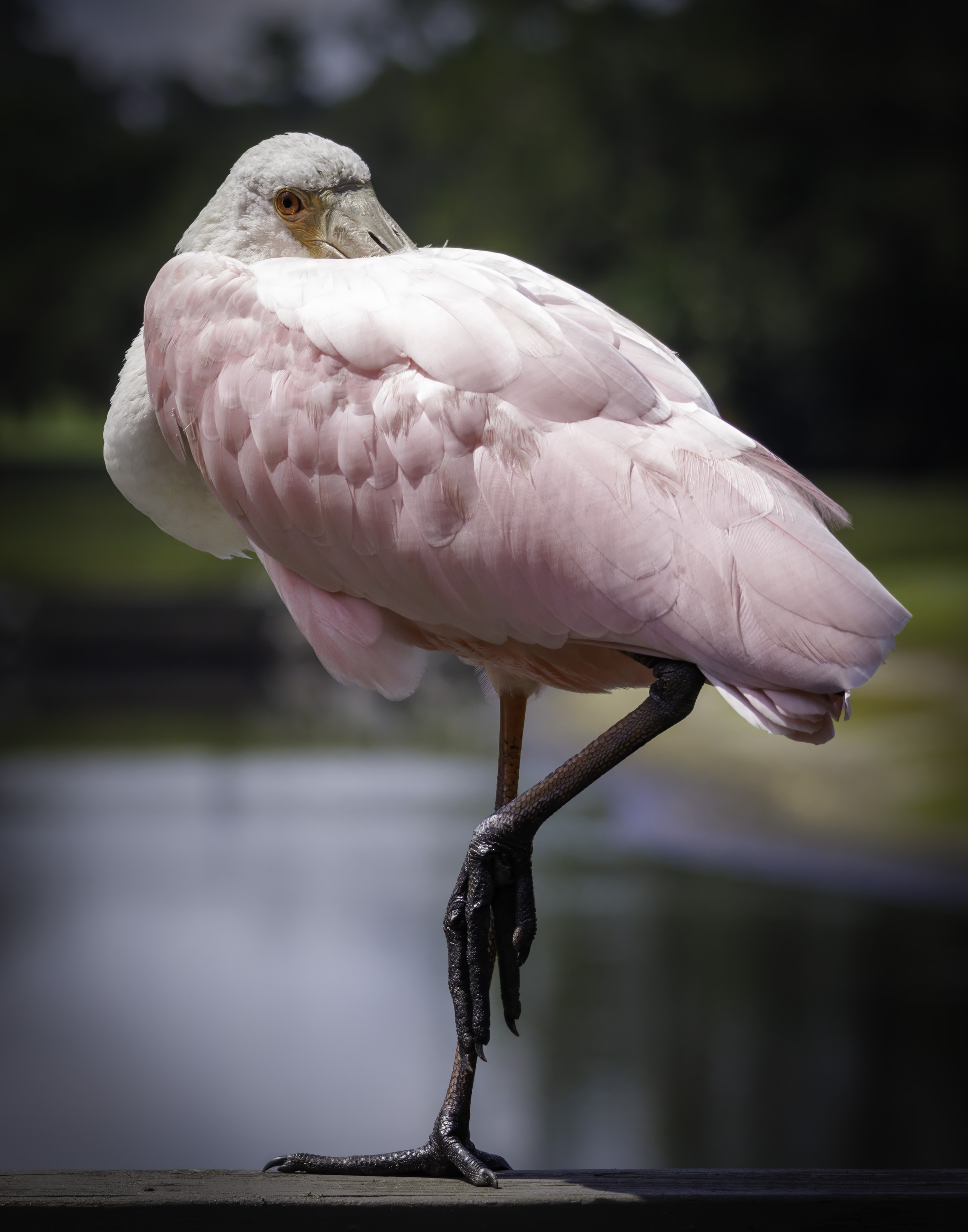Spoonbill by Julia Parrish
