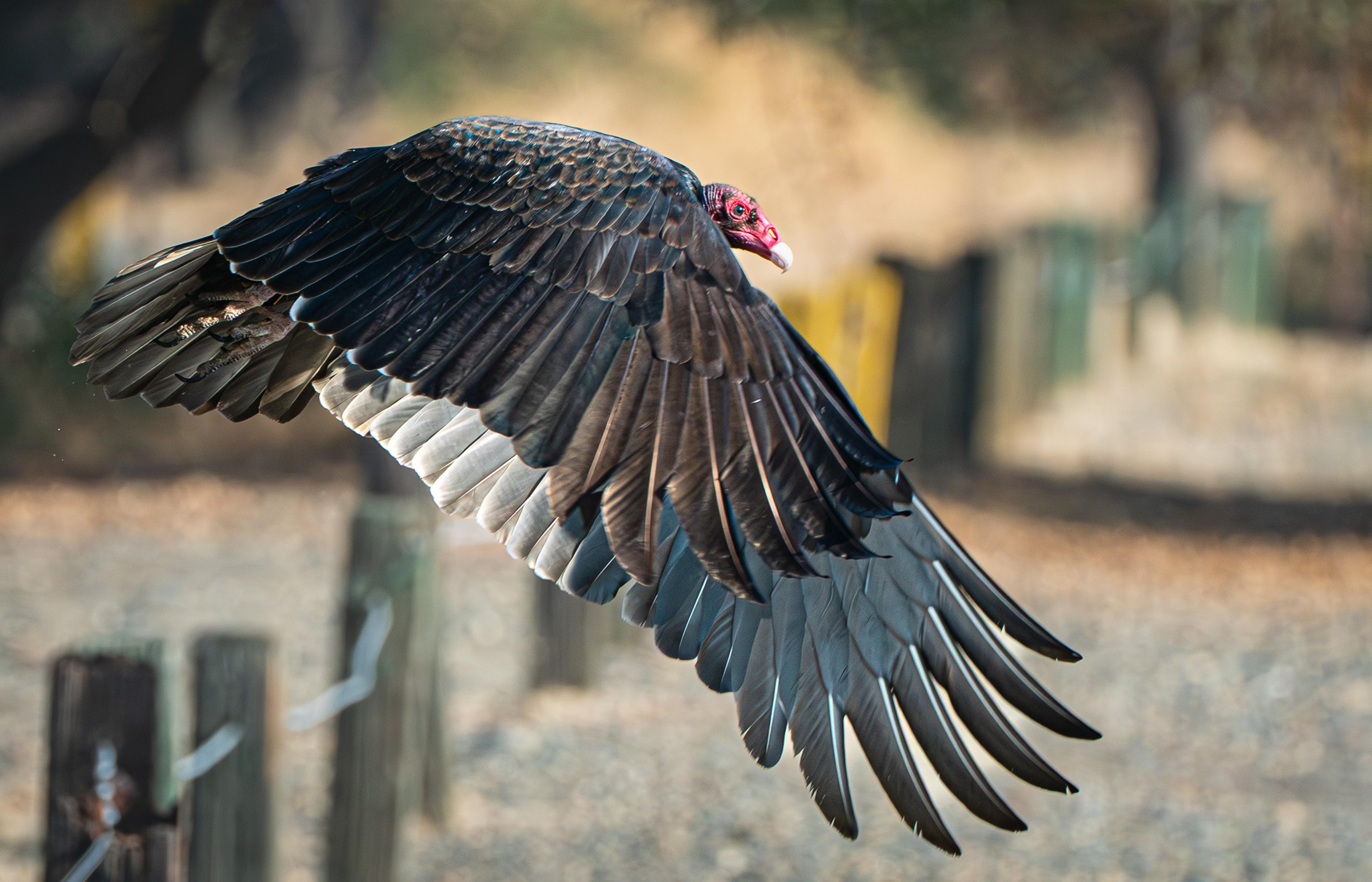 The Under-appreciated Turkey Vulture by Kathleen Sewell