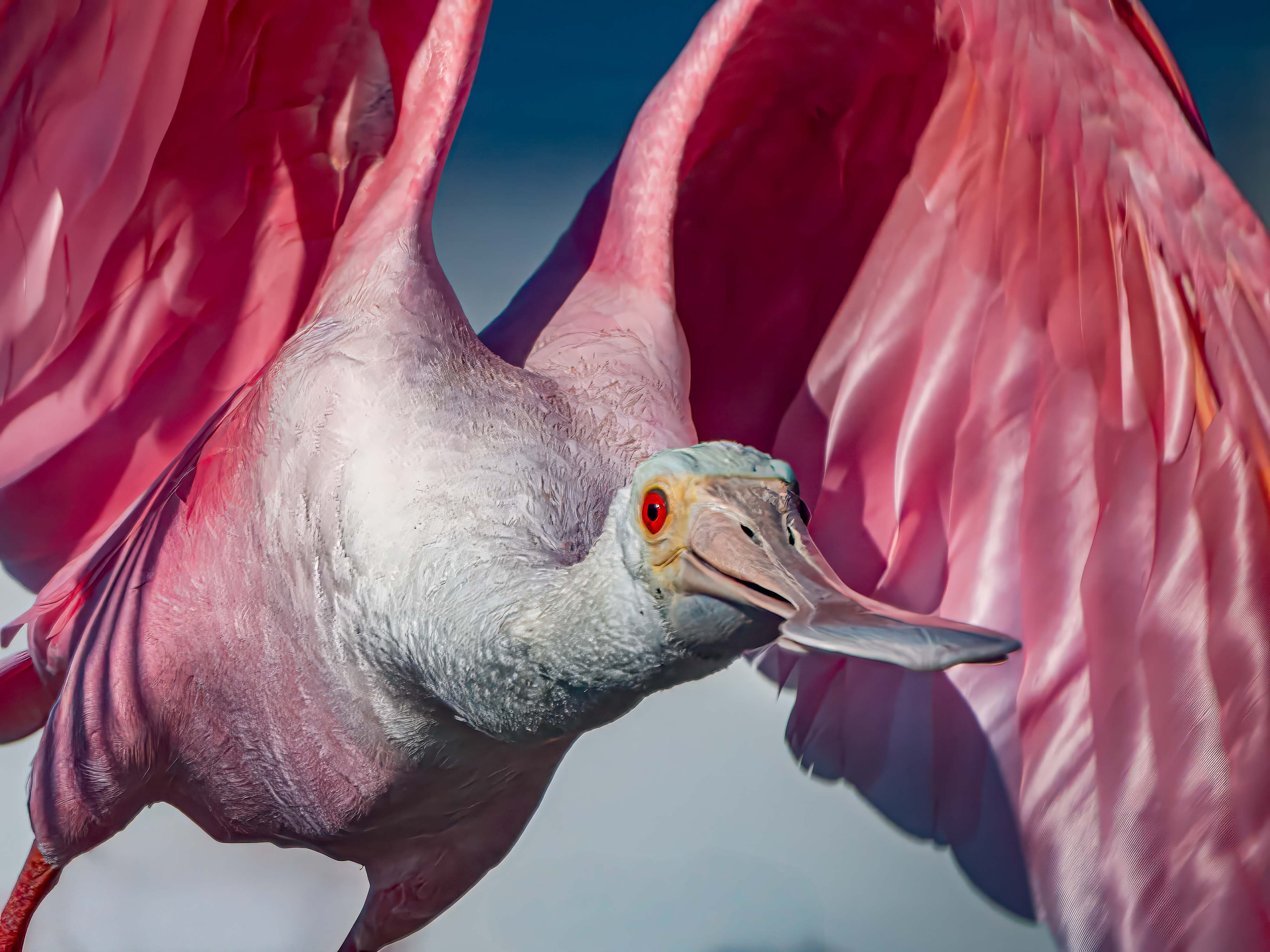 Spoonbill inbound by Roy Lockwood